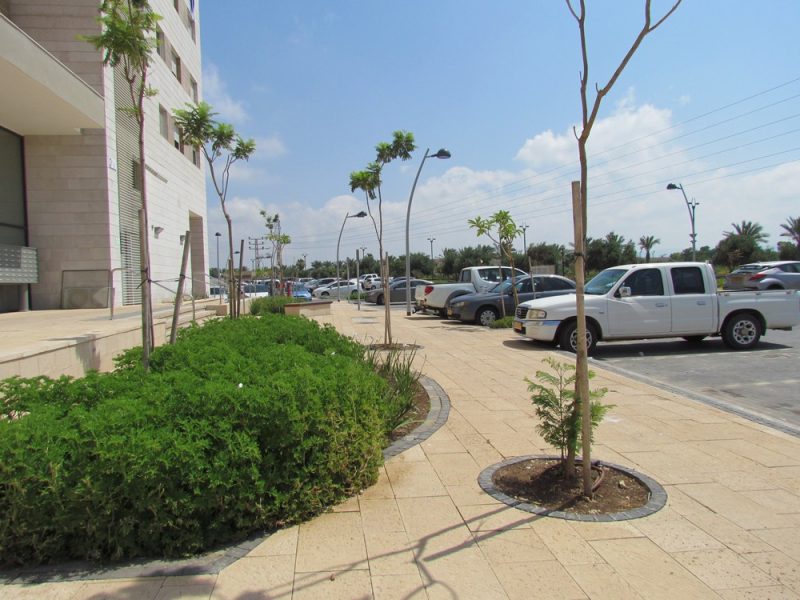 Aco-pav-TIMNA-Ashkeloni-01