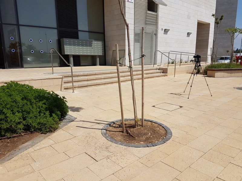 Aco-pav-TIMNA-Ashkeloni-03