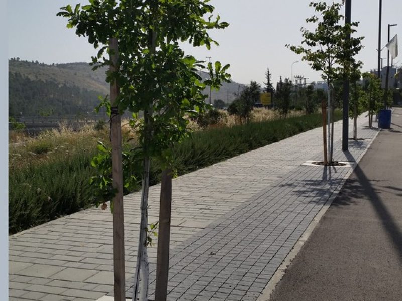 midracha-rakevet-achihud-13